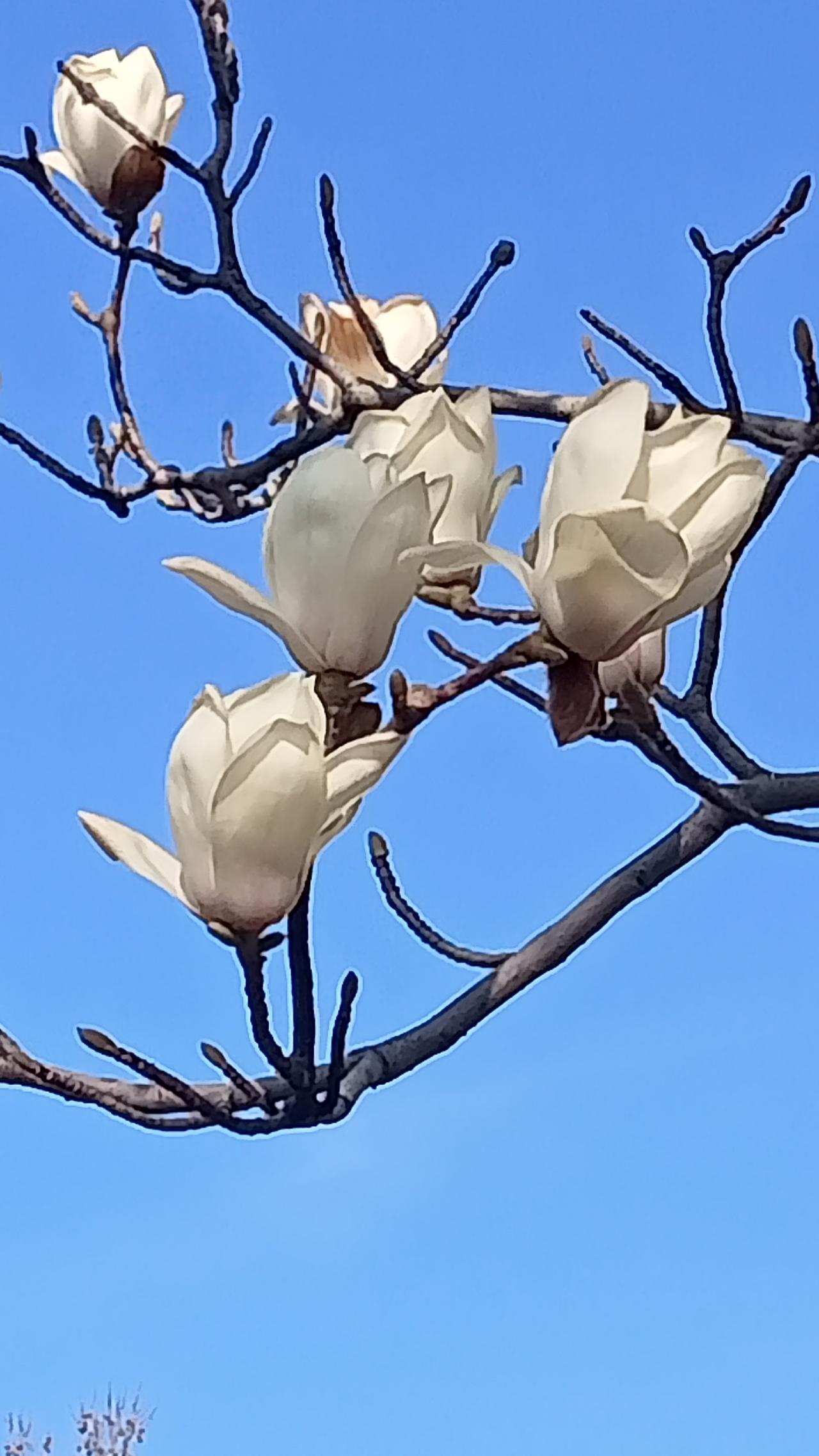 分享随手拍摄的树木和花草照片