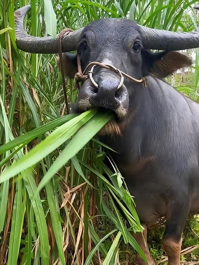 为什么牛只吃草就能长一身肌肉？答案藏在胃里
 
为什么牛只吃草就能长一身肌肉？答