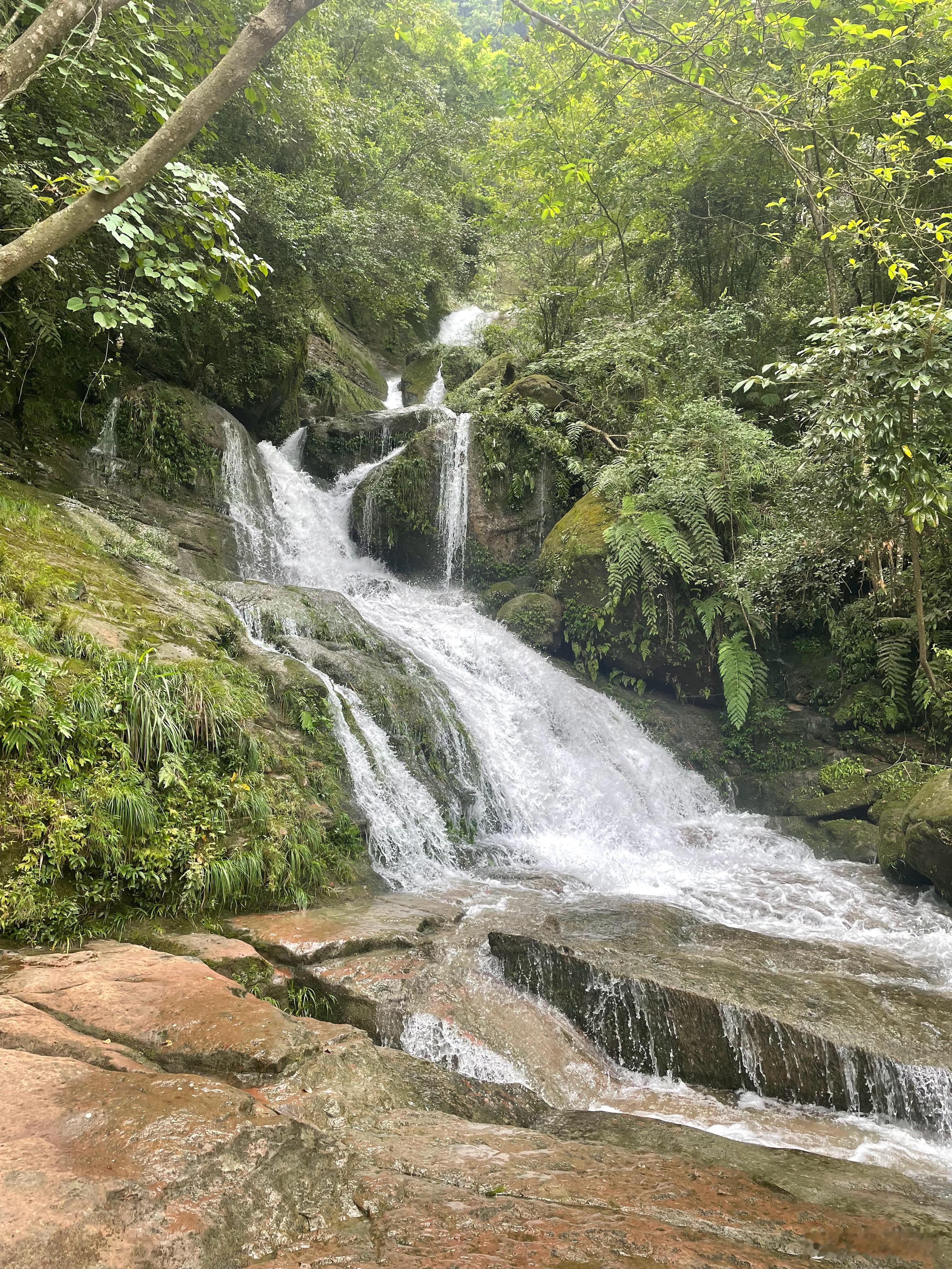图一是云贵川地区算是省草了吧，好东西，外地的朋友或者没见过的朋友有机会一定要看一