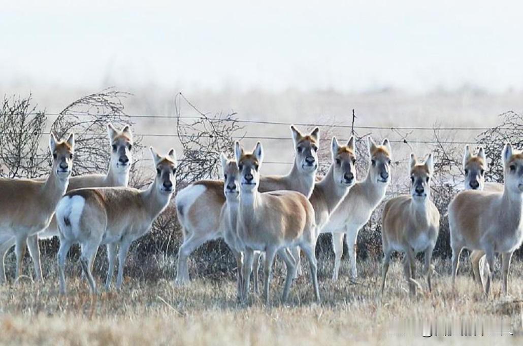 每年冬季，上万只黄羊从蒙古“偷渡”到内蒙古，让当地牧民苦不堪言，因为这么多黄羊是