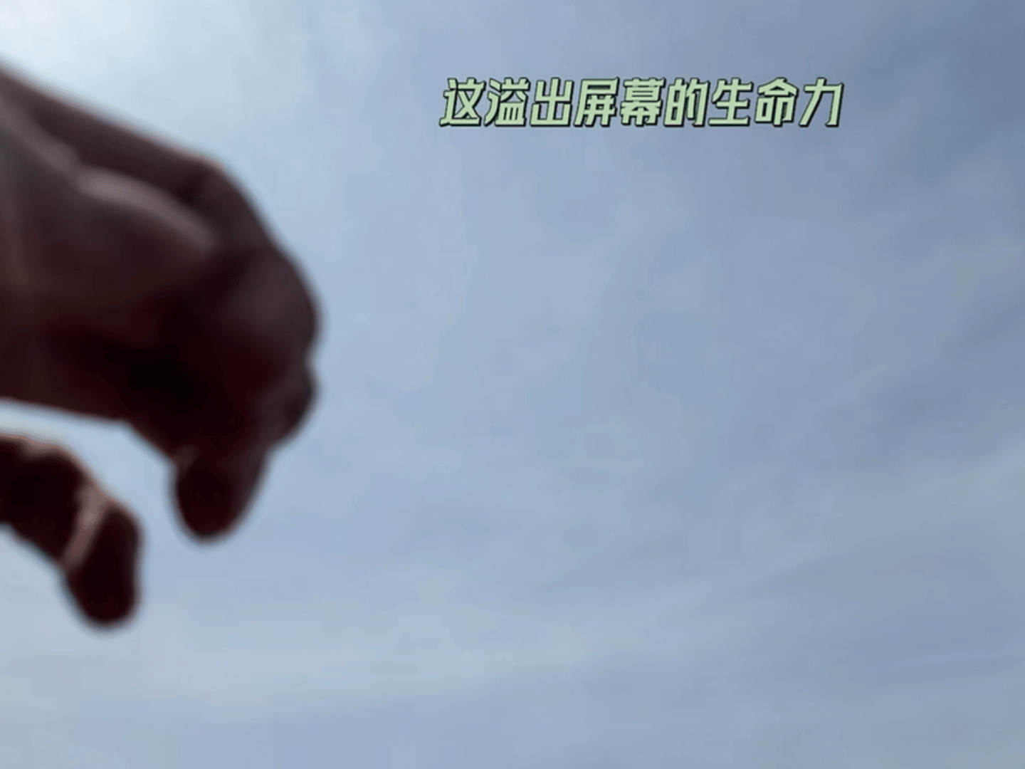 专注拍出生命力 