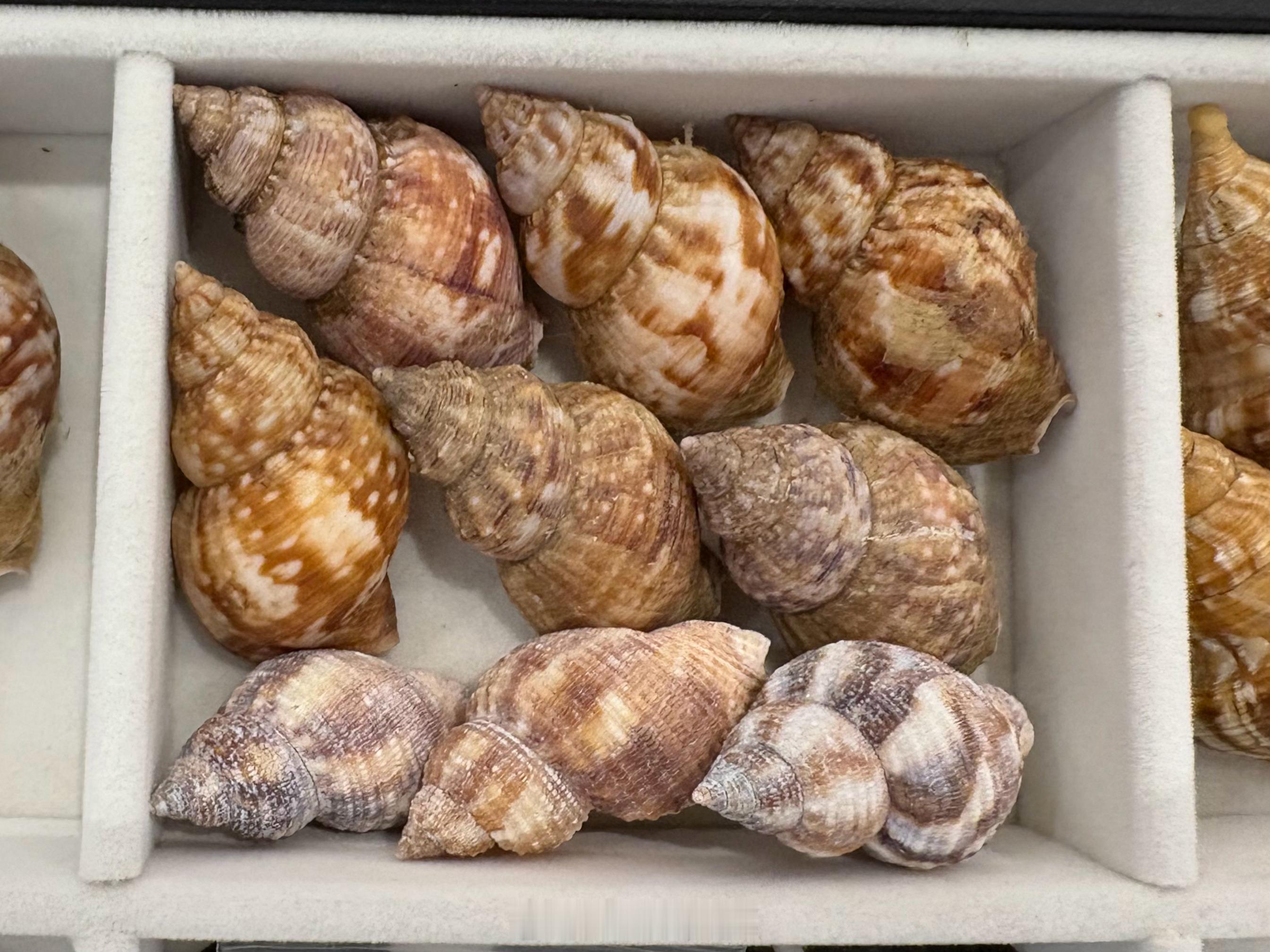 黄渤海8种蛾螺之三1: 小鼠脊蛾螺/Lirabuccinum musculus2