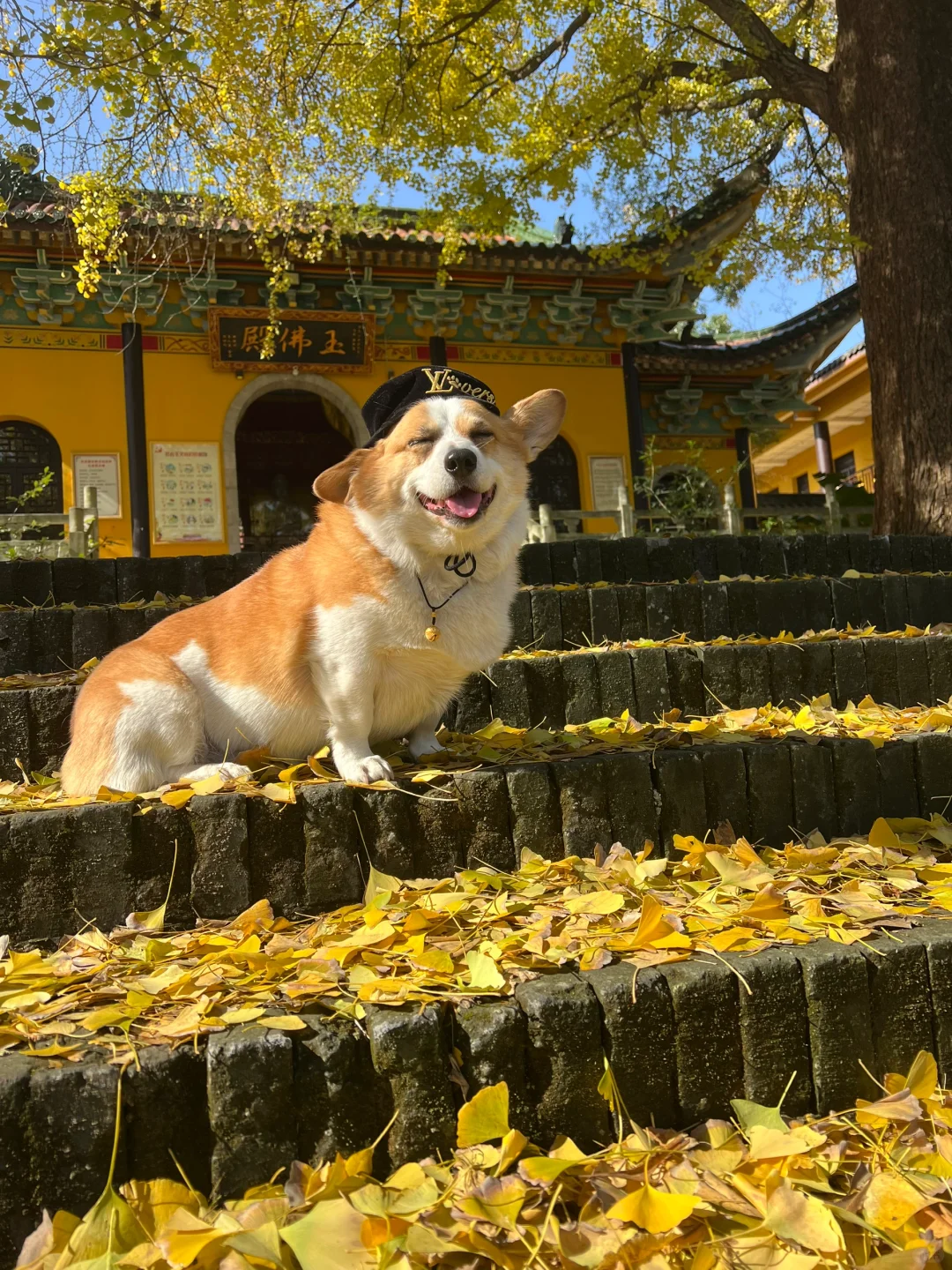合肥秋天好去处 白云寺赏银杏