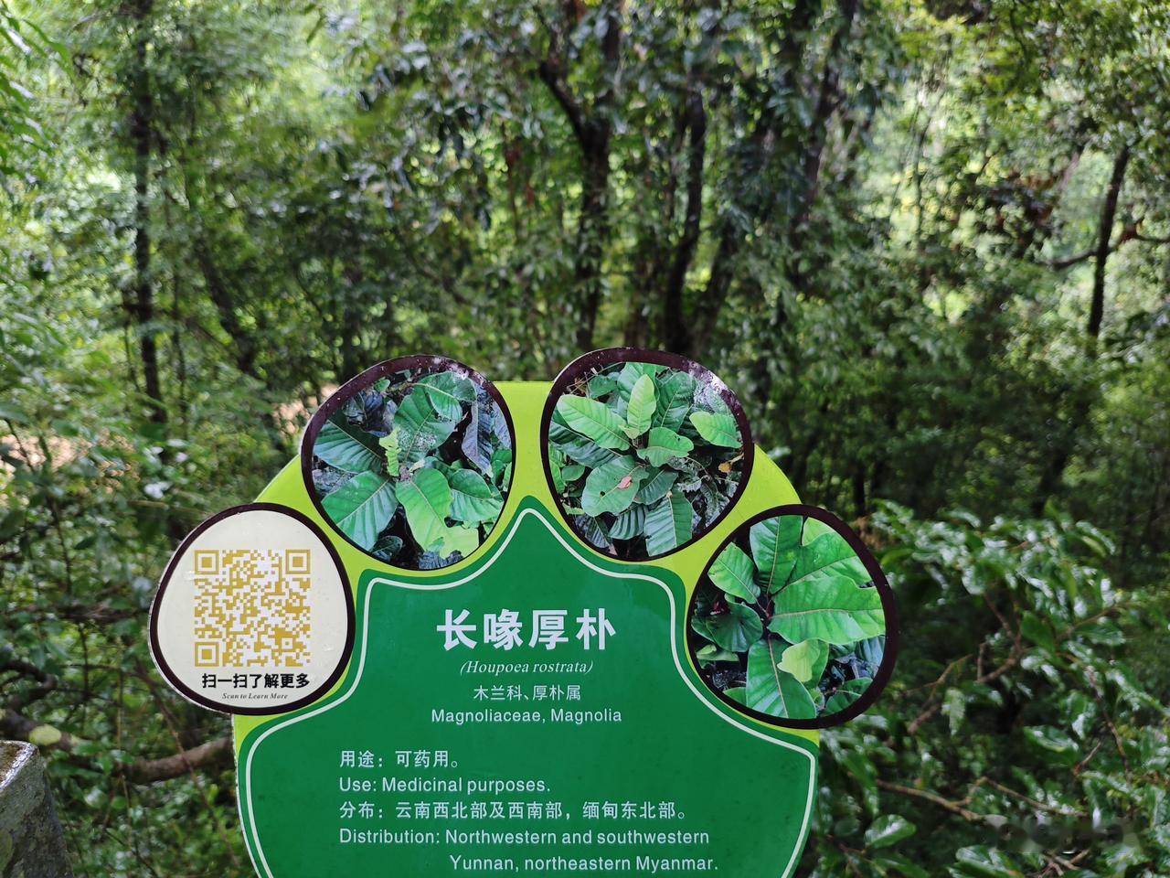江城子30·野象谷植物
层峦叠翠雨初凉。
古藤长，覆山冈。
厚朴擎叶，火烧绽红芳