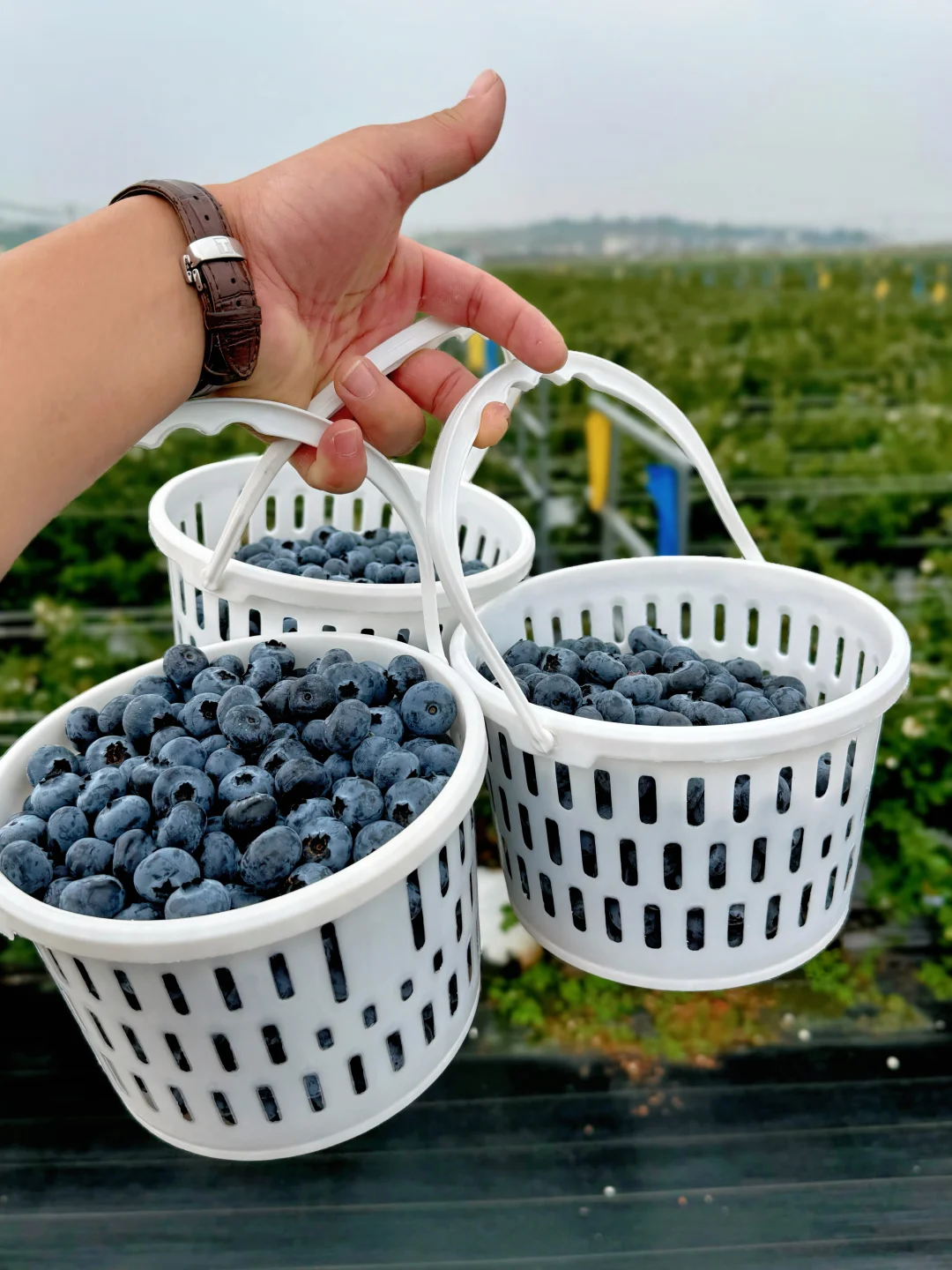 花香蓝莓卖40多一桶，同行都说我扰乱价格😭