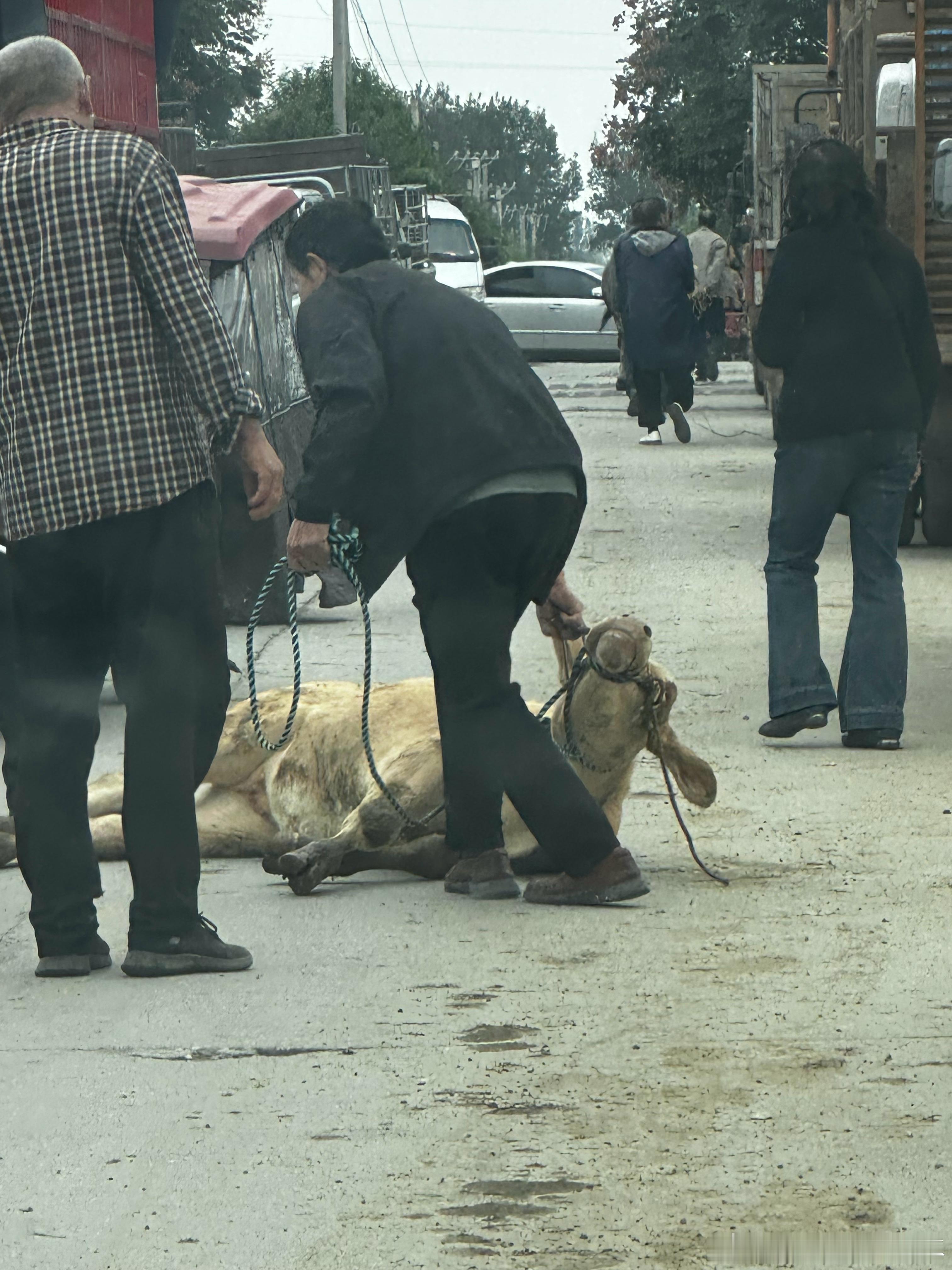 我刚拍的，堵车堵半小时，到跟前才知道原因，牛直接摊地上了 ​​​