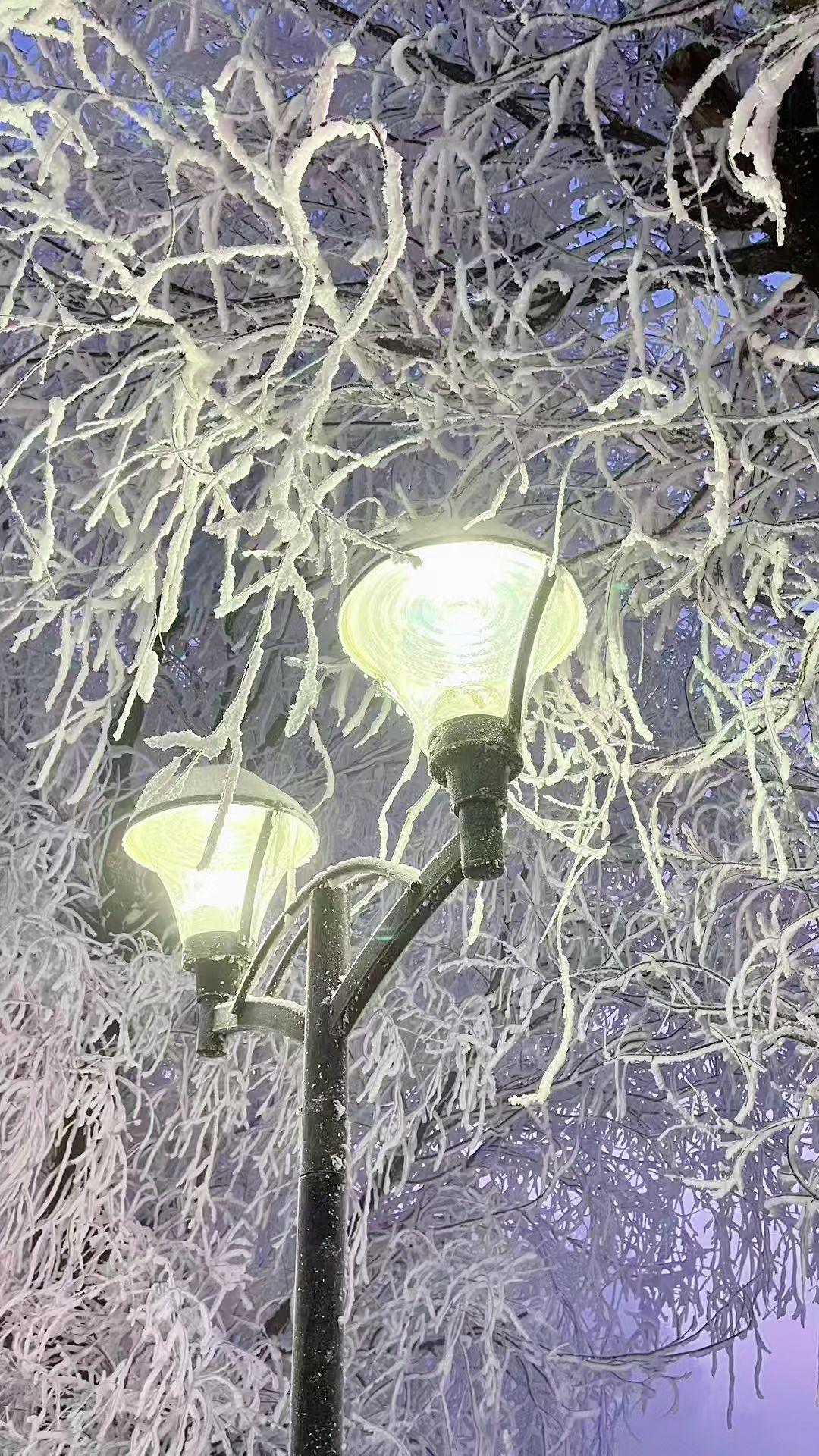 ✨路灯在雾凇里醒着，枝桠缀满月光的碎片🌙 冷是冬的留白，暖是光的独白❄️