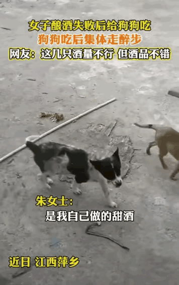 笑不活了！江西萍乡，女子第一次学酿酒，可不知道是哪个环节出了差错，导致酿出的酒不