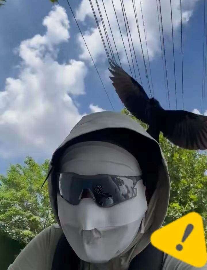 太卑微~网友每天被一只大黑鸟追着打，短短几秒，头部被攻击6次。网友：我谢谢它没往