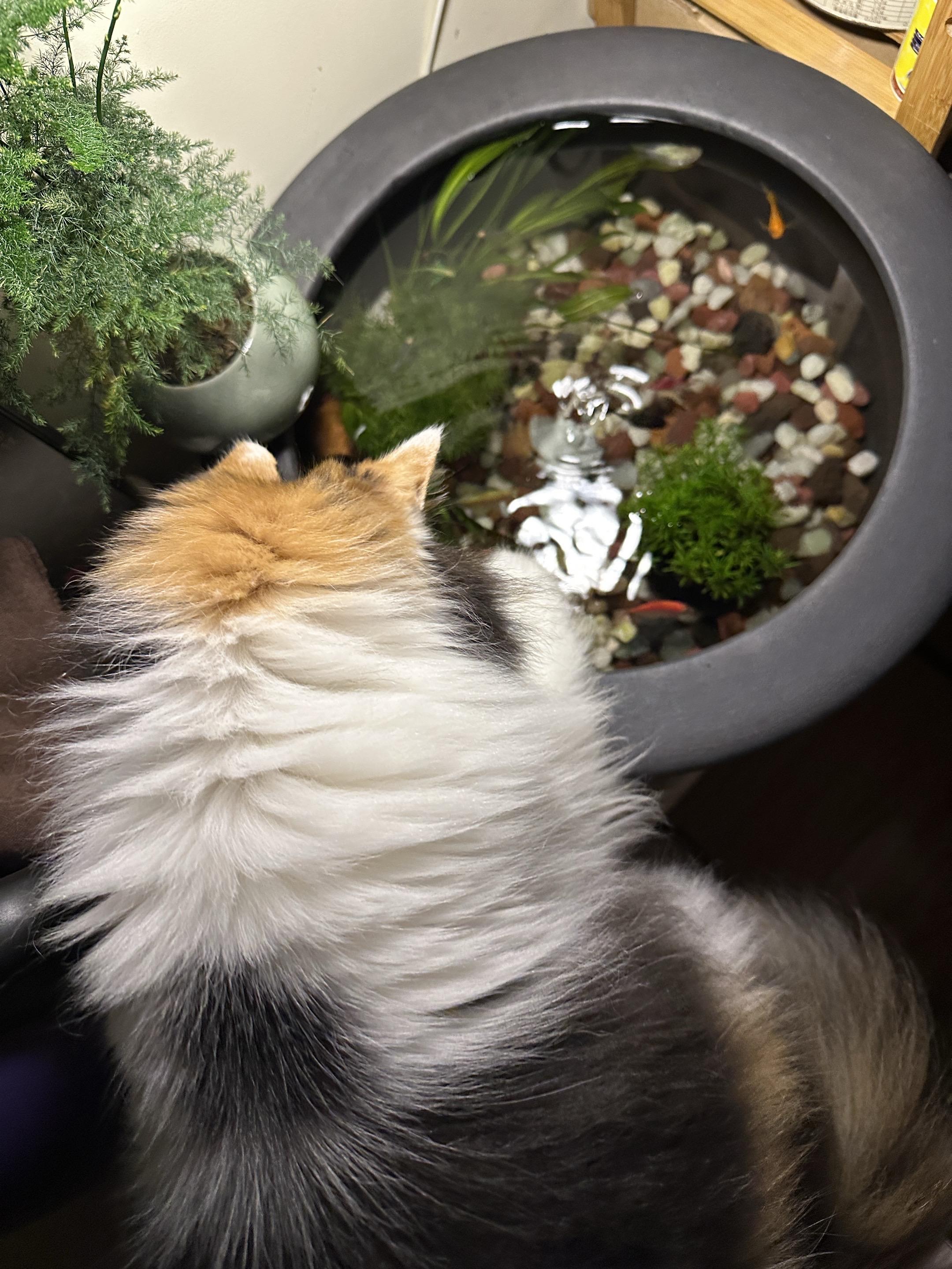 养宠物哪有不疯的  一张照片证明你养猫 猫咪的迷惑行为 我家那一身反骨的猫咪