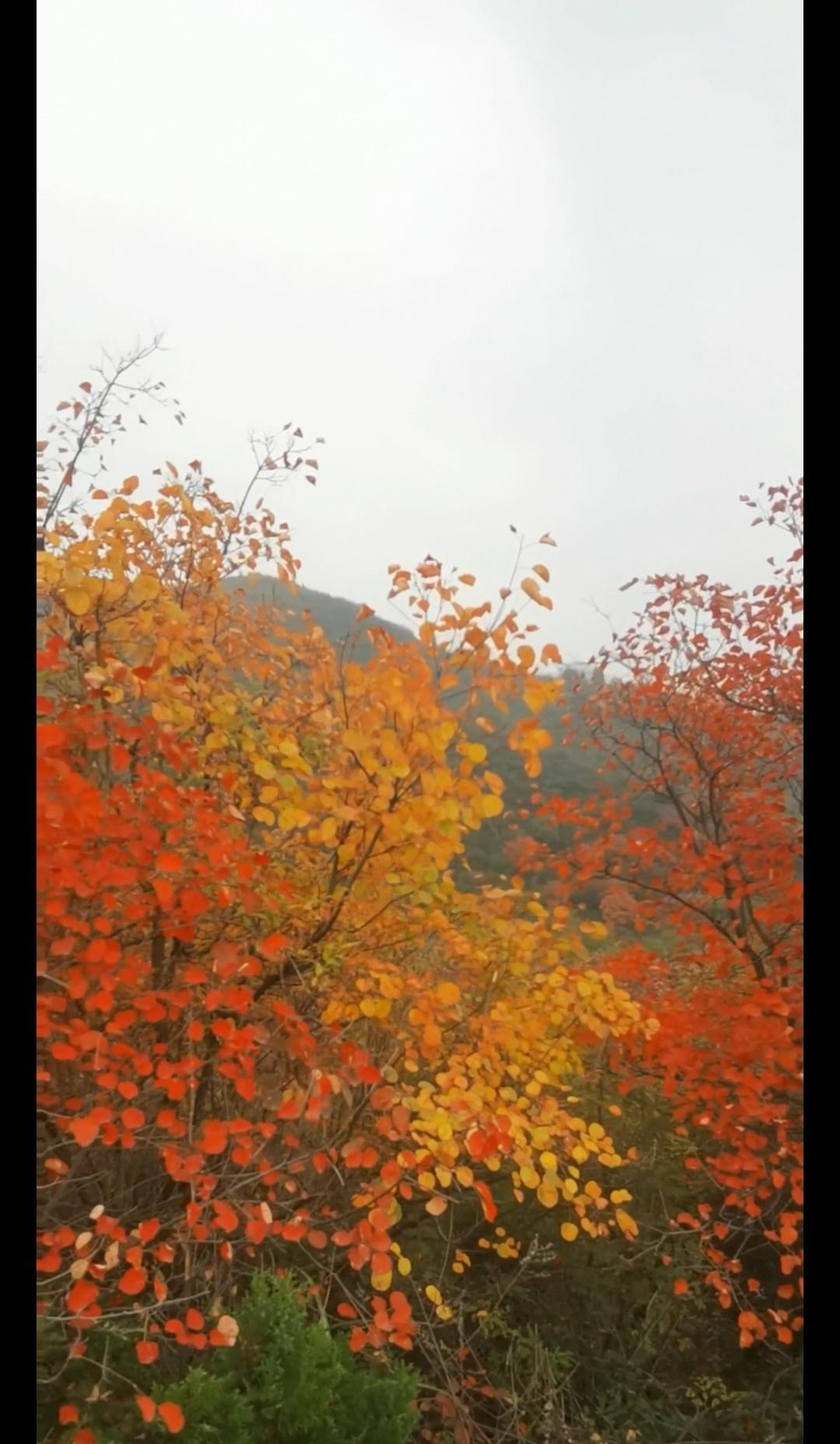 今天去陕西富平赵老峪枫叶坡赏秋，赵老峪的枫叶是陕西最浓的秋，名不虚传。和火红枫叶