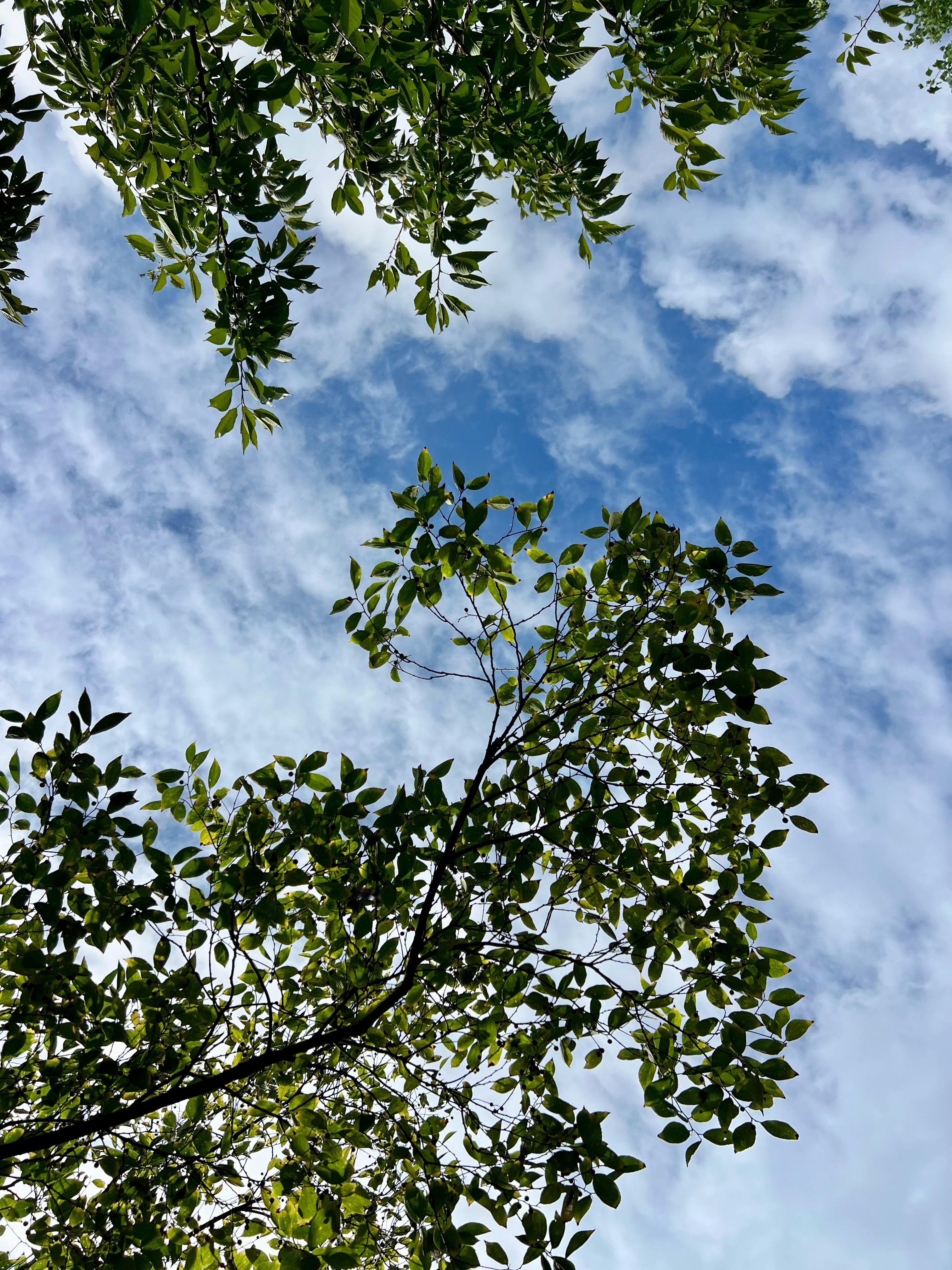 长空流云缓缓游走，秋风习习。夏去秋来，光景一新。 