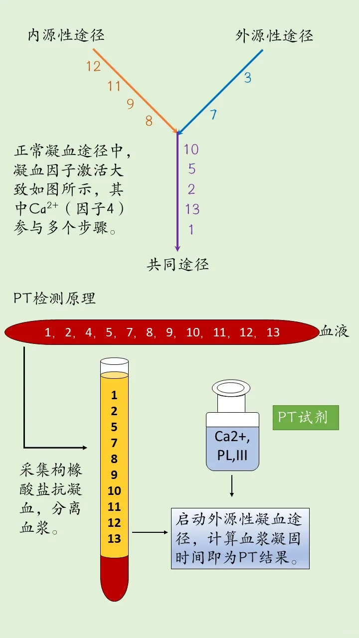 凝血过程