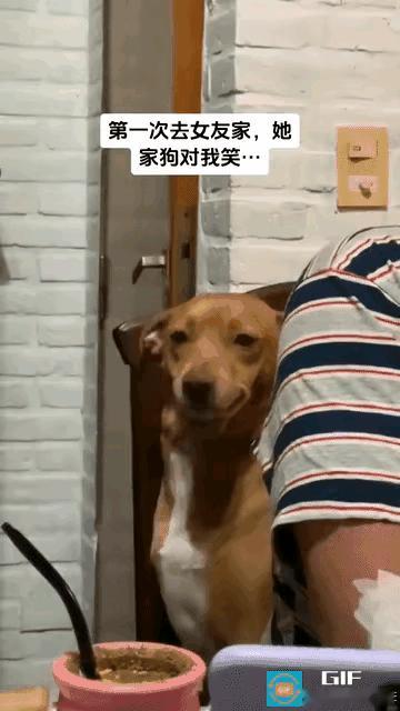 "笑不活了"一男子第一次去女朋友家里，女朋友家里的狗对他啮牙咧嘴的，他说那是在对
