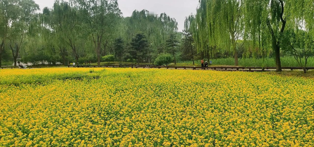 春日漫步，金黄花海，绿意盎然，人间仙境。🌸🌿🌼