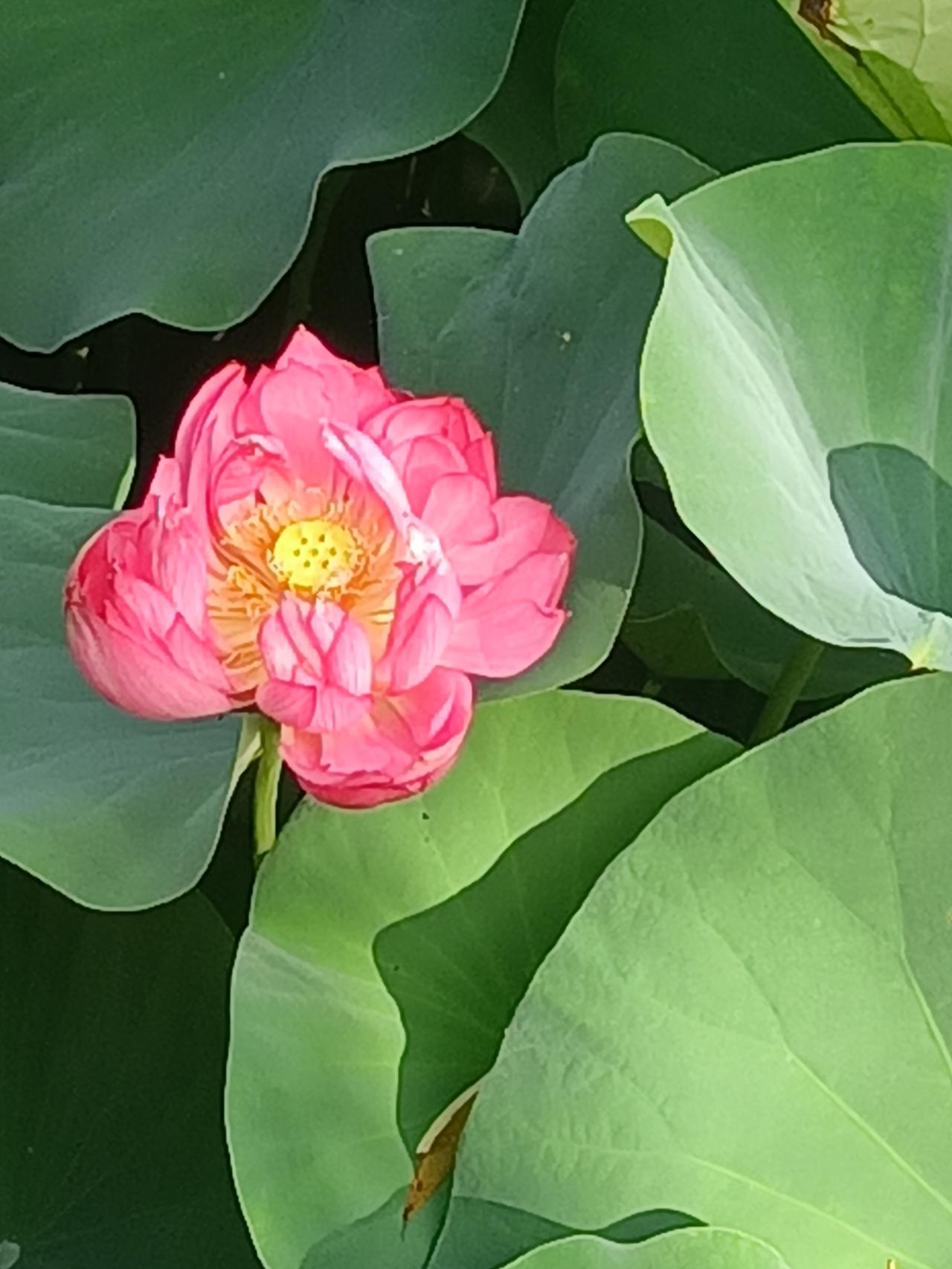 【夏之韵·莲花池公园的红荷花】夏日生活打卡季
长相思·红荷
诗／羌笛乐声

云千