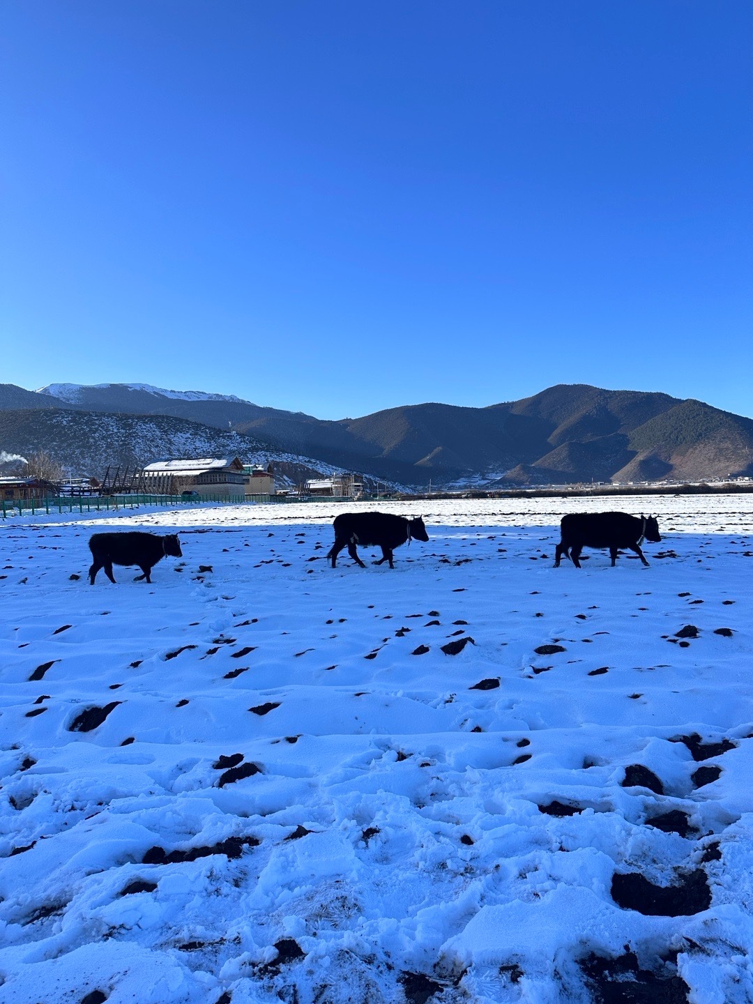 去纳帕海的路上看到一大片雪地特别美，中途就下来拍照了，拍着拍着后面发现有两个男的