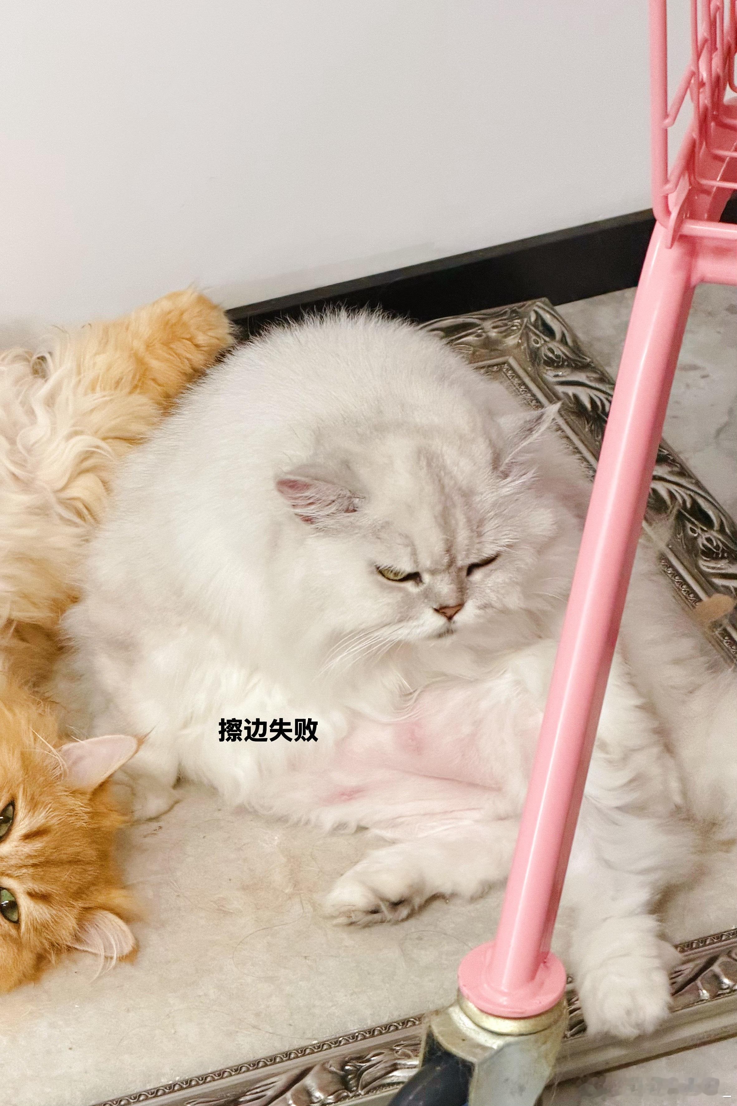 🎈人家家的猫都那么可爱我家的猫怎么这样 