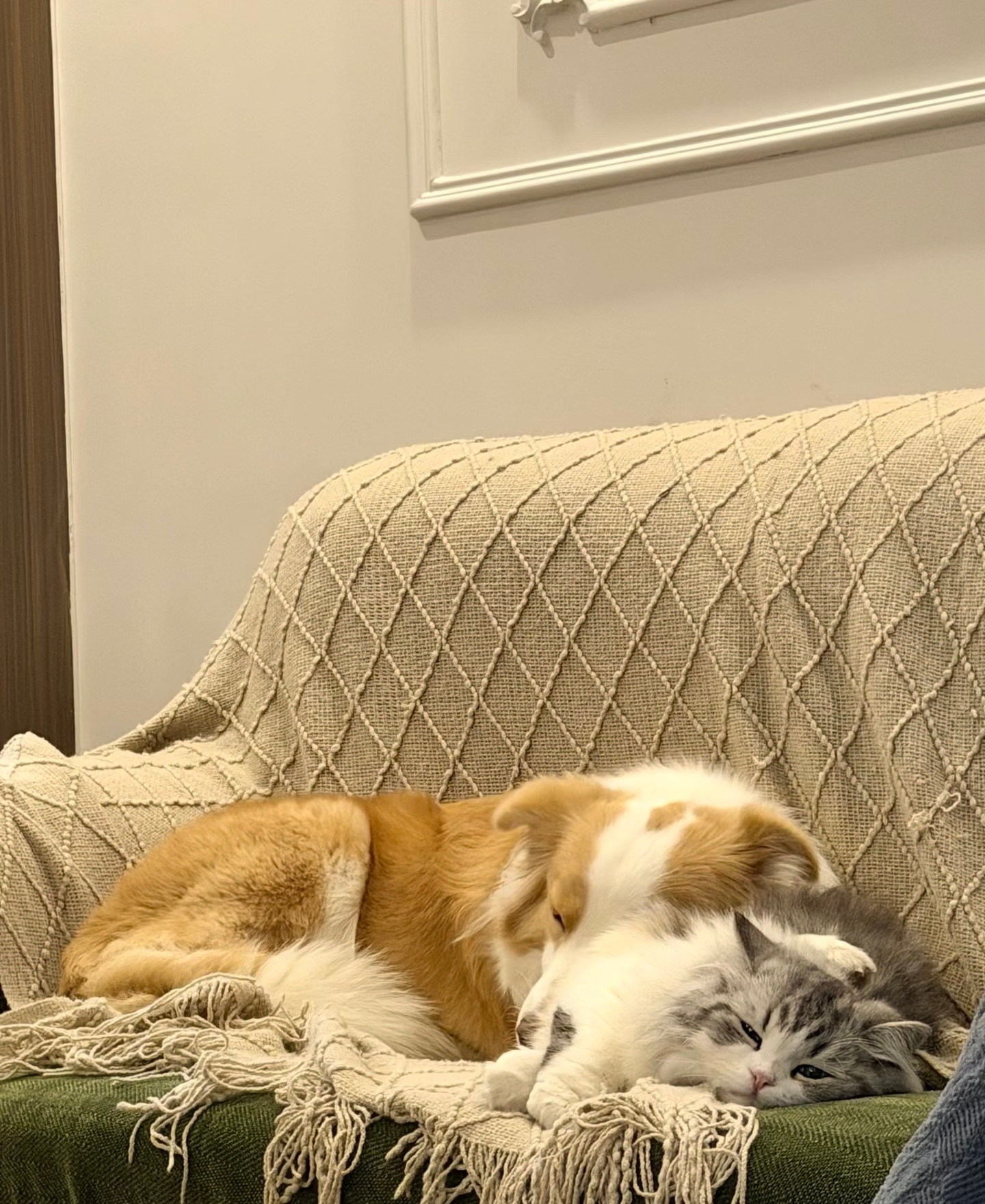 小狗：天冷了喜欢和猫猫贴贴 