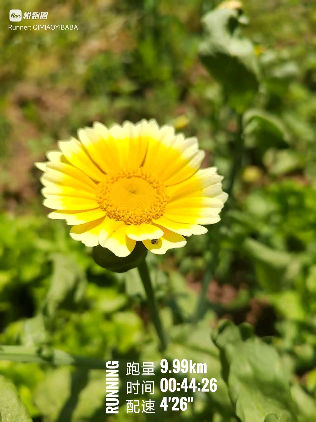 小满，人生小满便是好