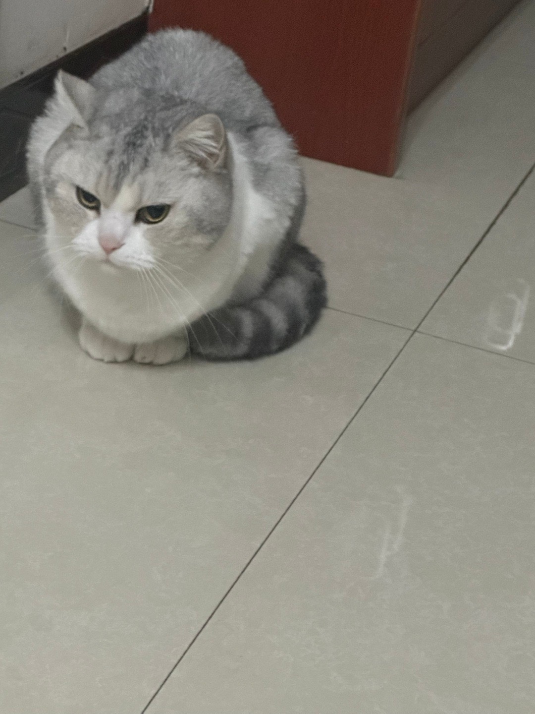 我家小糍粑好可爱😎，你们晓得这是什么品种吗？她们说是银渐层！不晓得是不是！ 