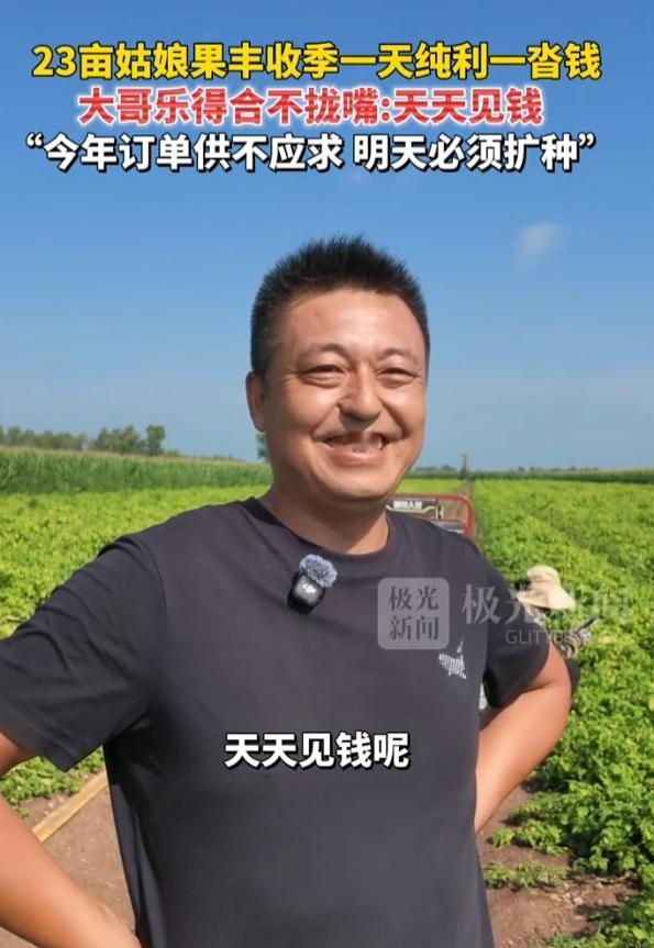 眼下正是姑娘果（菇娘果）成熟采收季，东北一位大哥的 23 亩姑娘果基地喜获丰收。