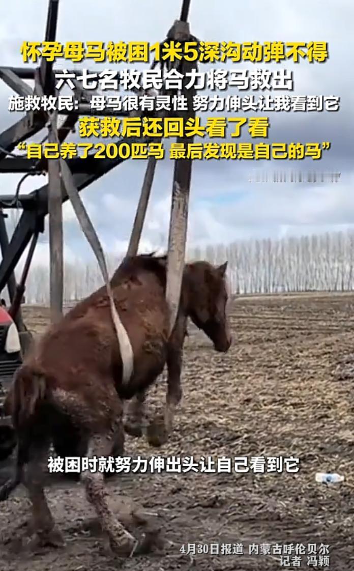 这马真幸运，如果没有被发现小命救没了！怀孕母马掉进1.5米深沟被困一天一夜，一牧