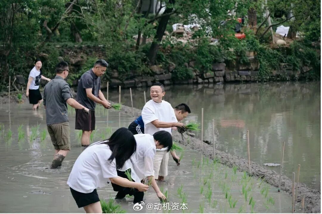 阿里高管集体下田插秧，忙了一上午才种半亩？网友：真人版“芭芭农场”实锤了！6 月