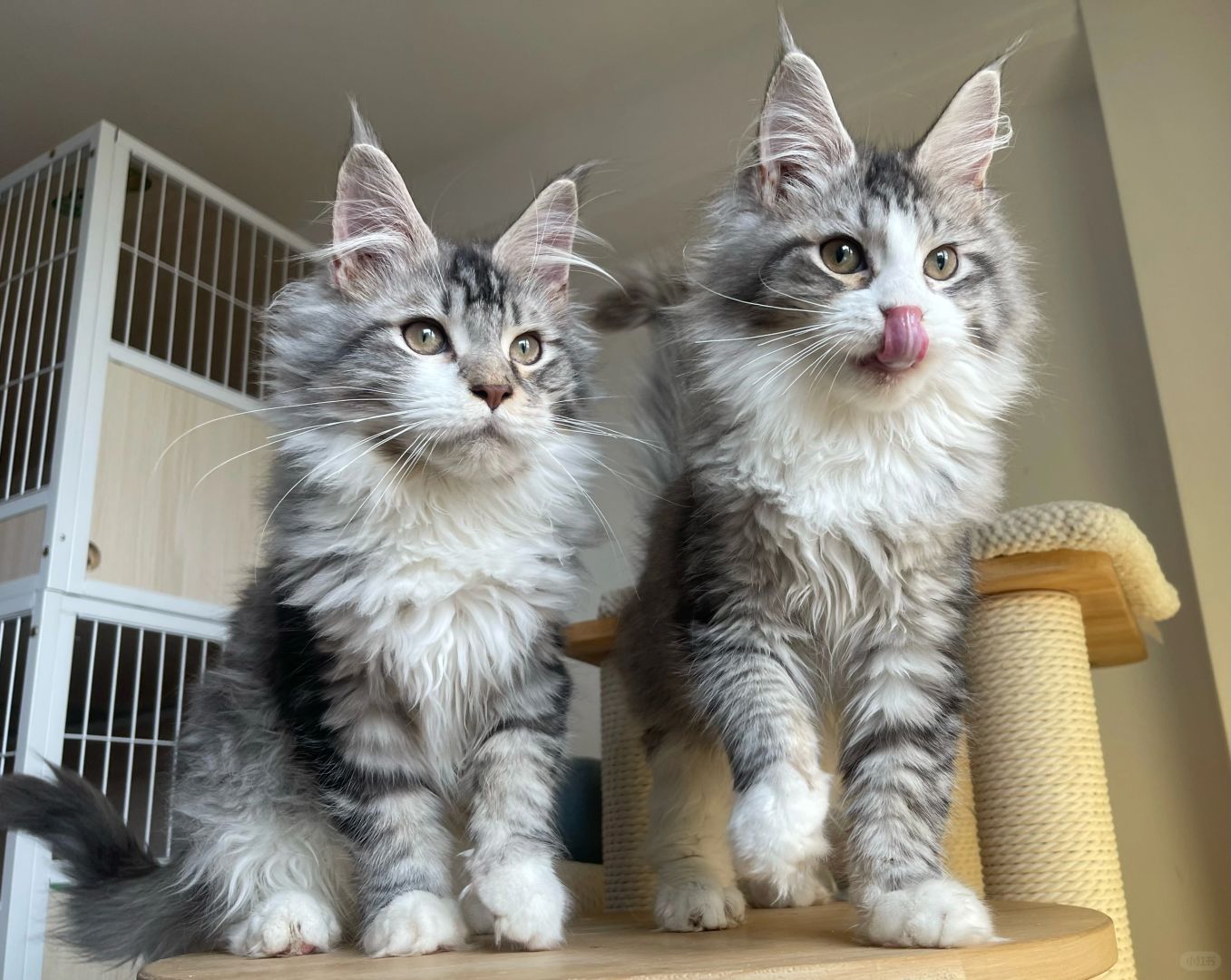 缅因｜银虎加白两兄妹