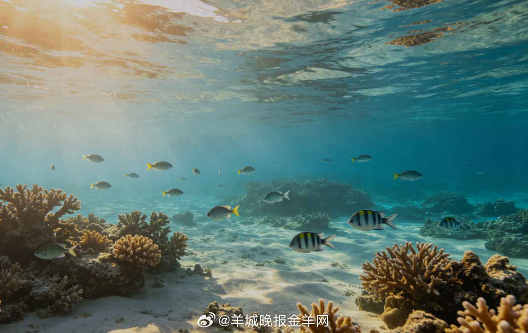 #早安# 晨光揉碎在澄澈浅海，水波清透温柔，自在浮潜于碧海之间，看鱼儿轻游、珊瑚
