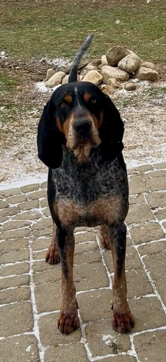 Bluetick coonhound