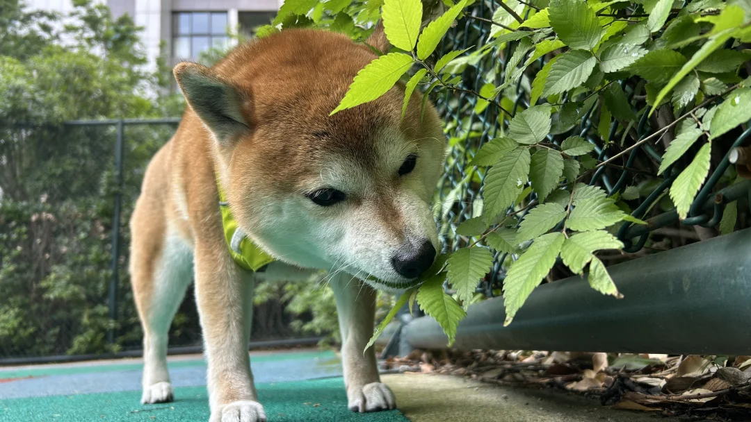 柴师傅又来尝百草了
