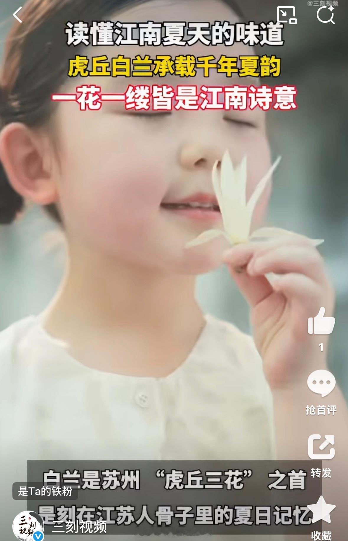 江苏的夏日浪漫是阿婆篮子里的白兰花江苏的夏天，藏在阿婆的竹篮之中。带着晨露的白兰