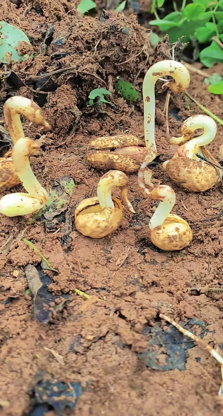 花生在琢磨，有嘴有头又有脖，到底是鸭还是鹅，没有红掌拨清波，只有烂泥裹着我[泪奔