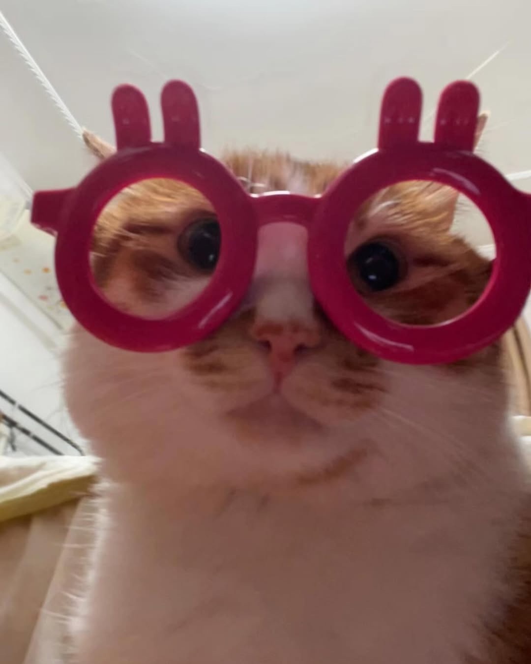 猫猫凤雏 