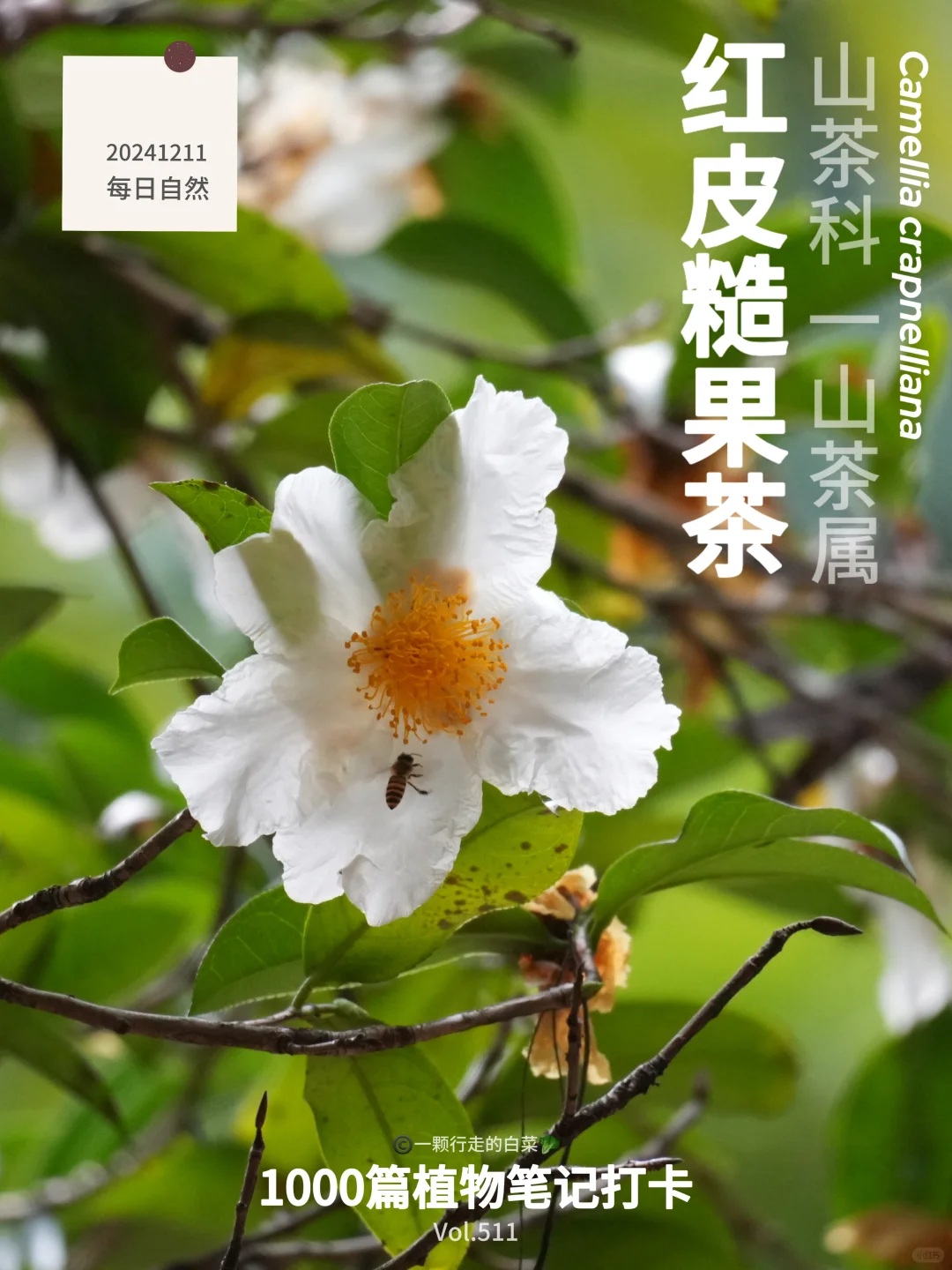 植物笔记511｜再次被一朵花惊艳