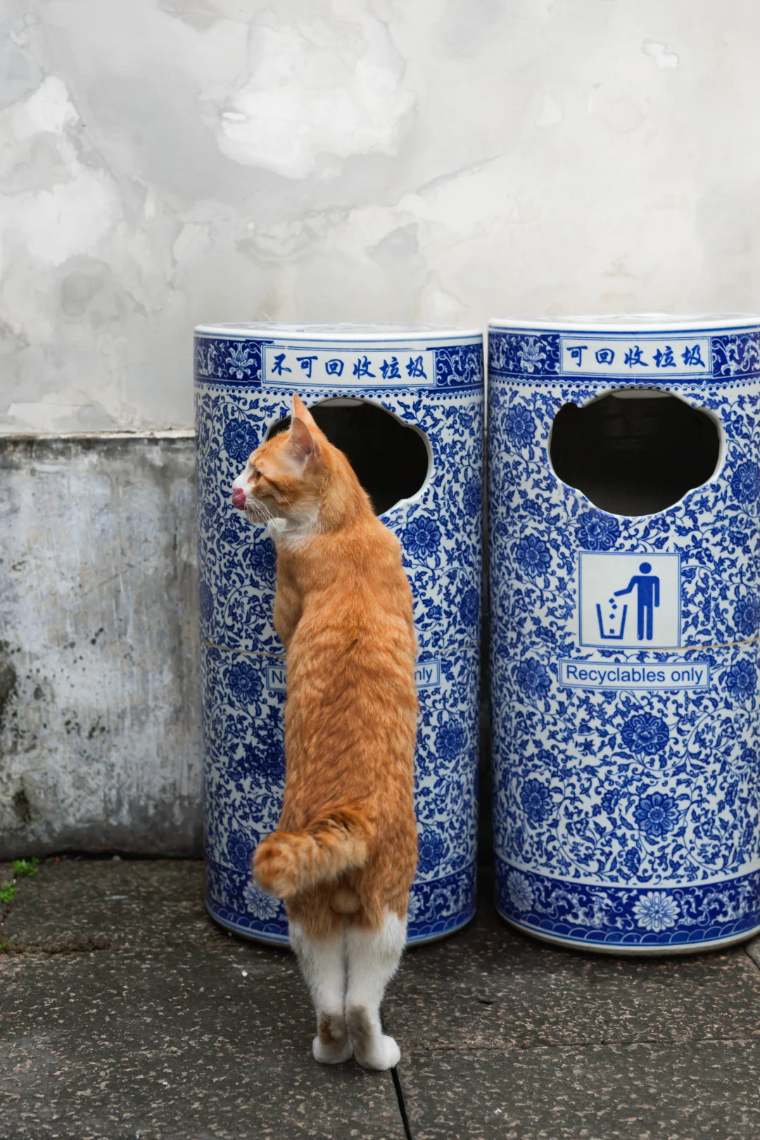 懂垃圾分类的小猫咪😼