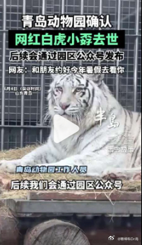 官方通报网红白虎小孬死亡【白虎打斗1只死亡系饲养员违规操作】近日有游客反映，青岛