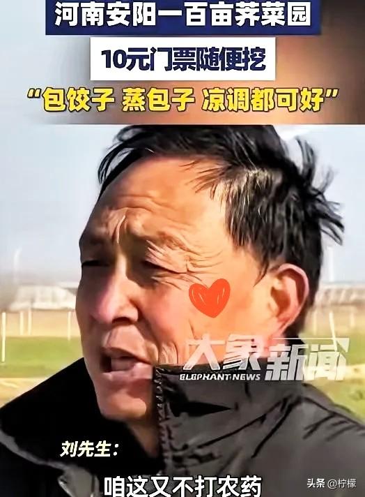 河南这大哥，脑子转得是真快。100多亩荠菜眼看要烂地里，要是雇人收，光人工费就得