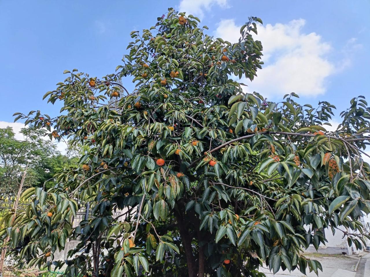 #可以分享一张秋景树叶的照片吗#