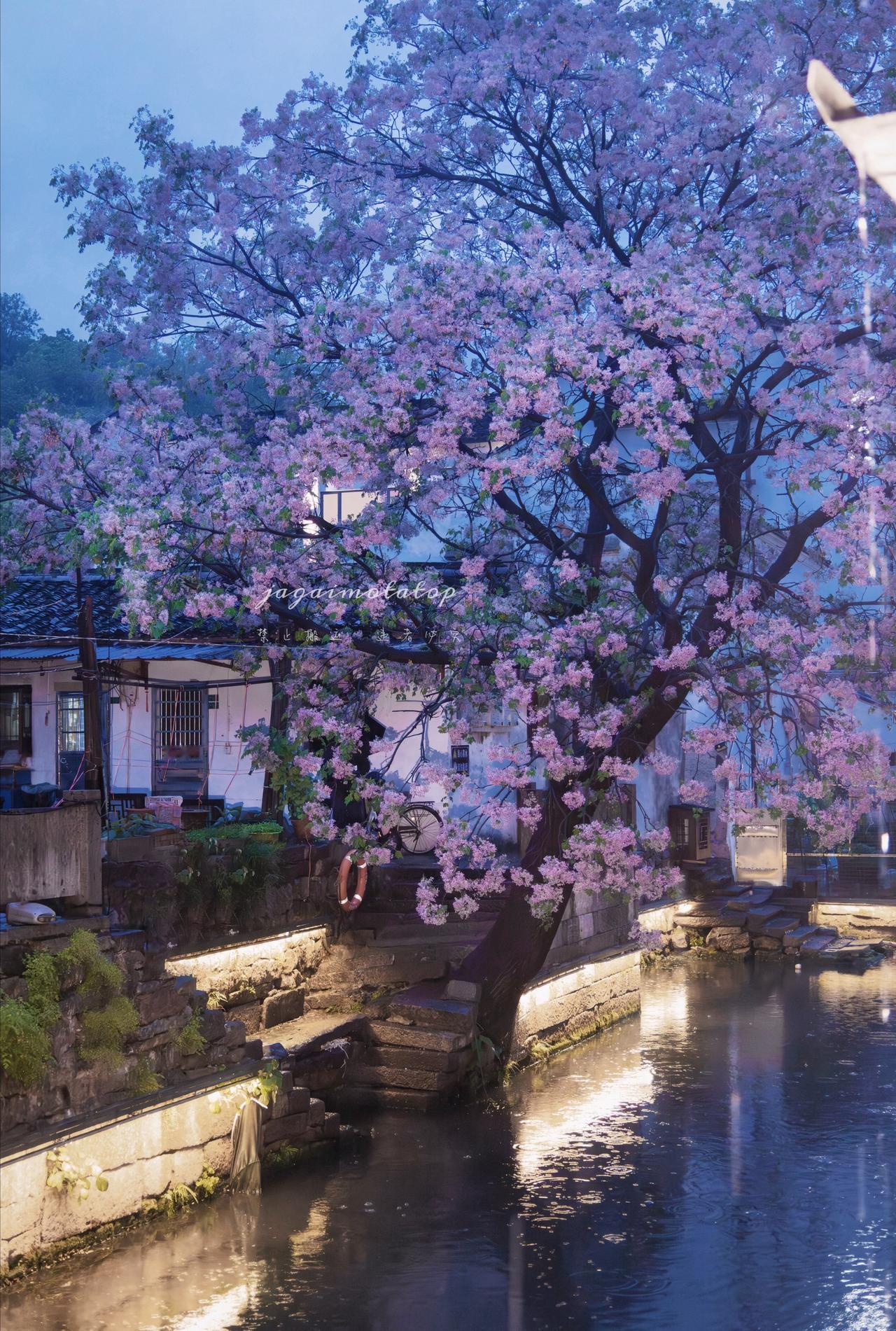 紫烟 ​​​