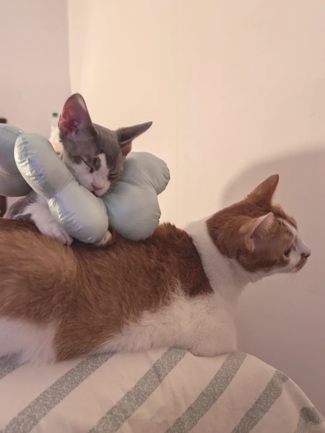 后悔养德文 再也没有睡过一个安稳觉