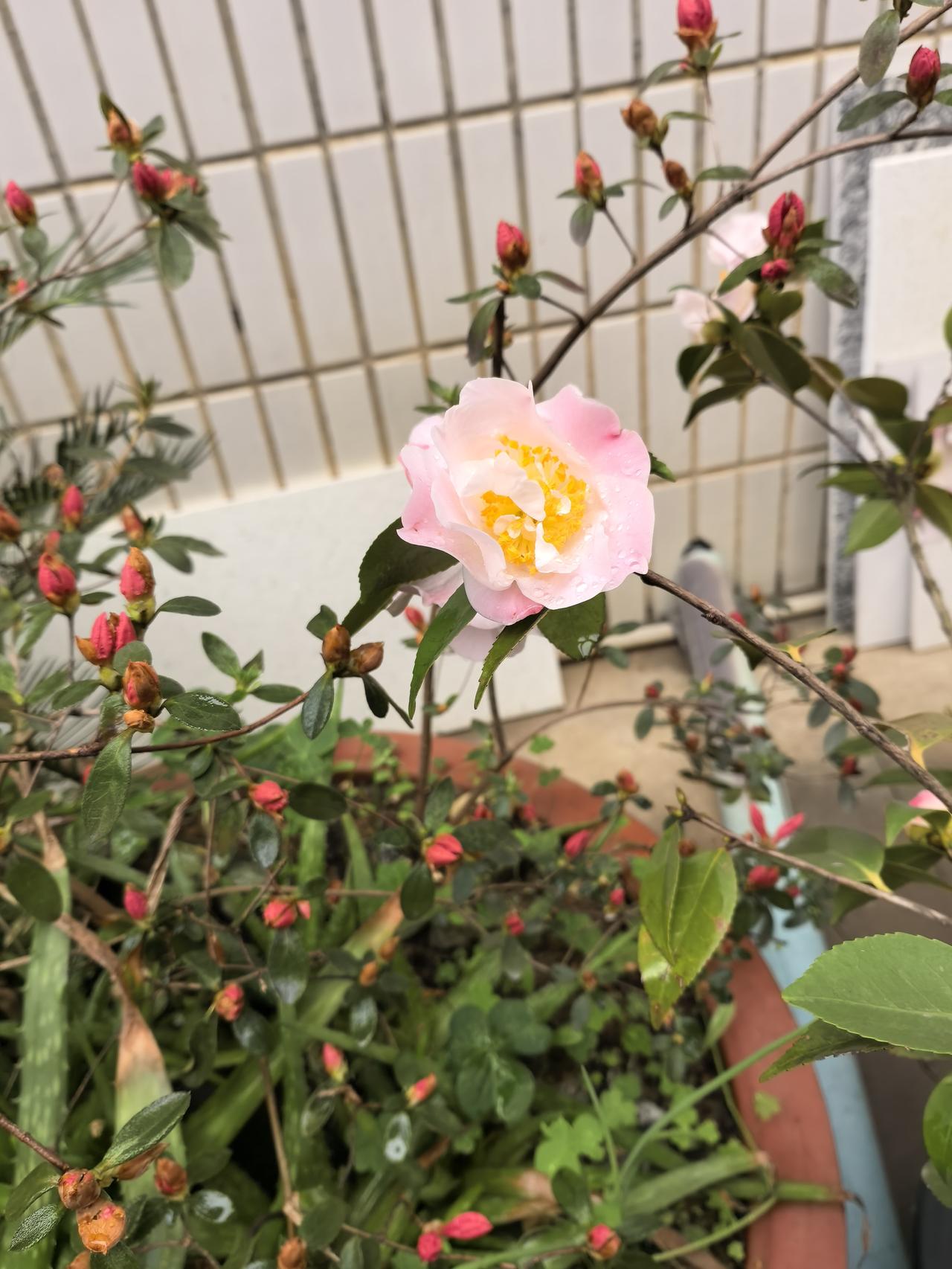 上联：满树芳菲争秀色 ，一庭繁艳醉春风