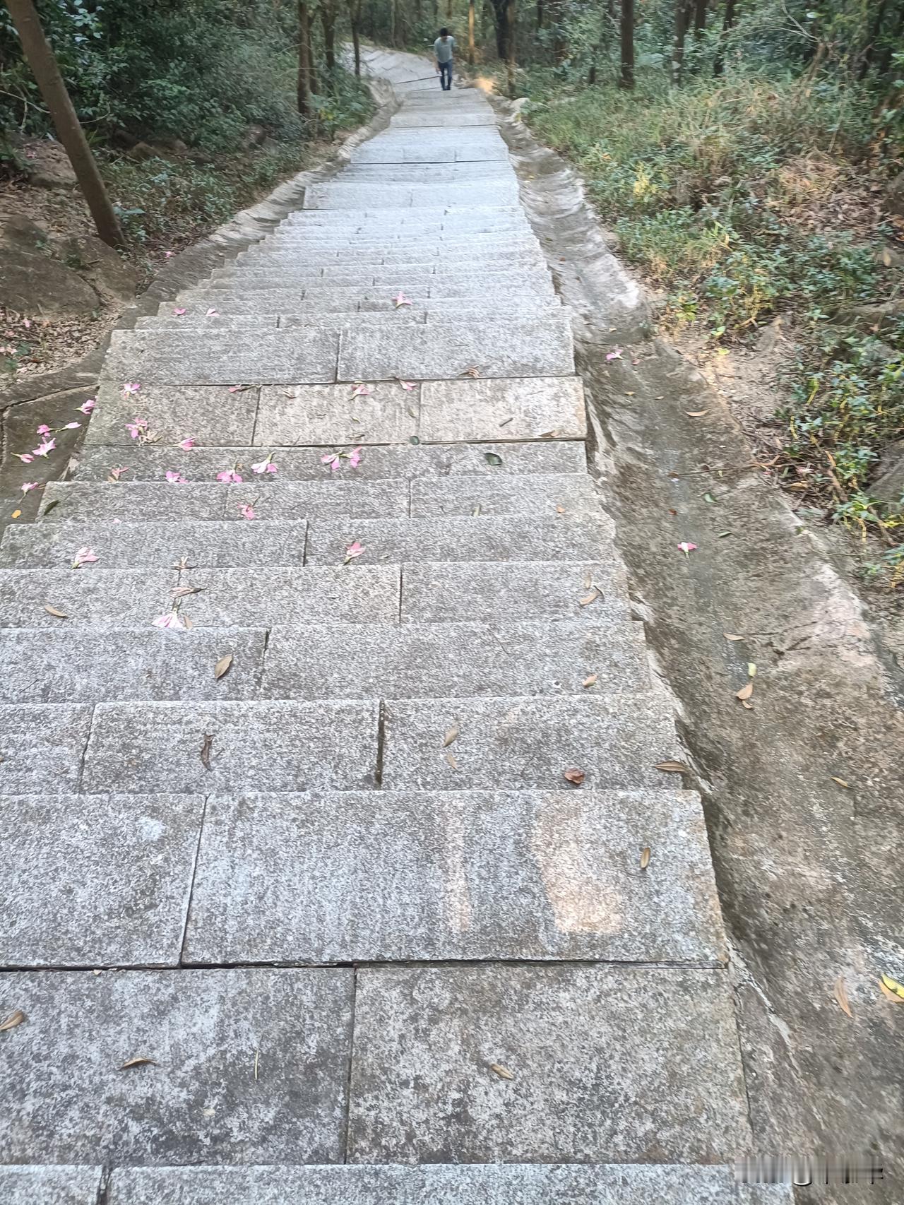 铁仔山公园的密林青石阶