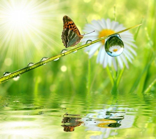 Promises are often like the butterfly, w