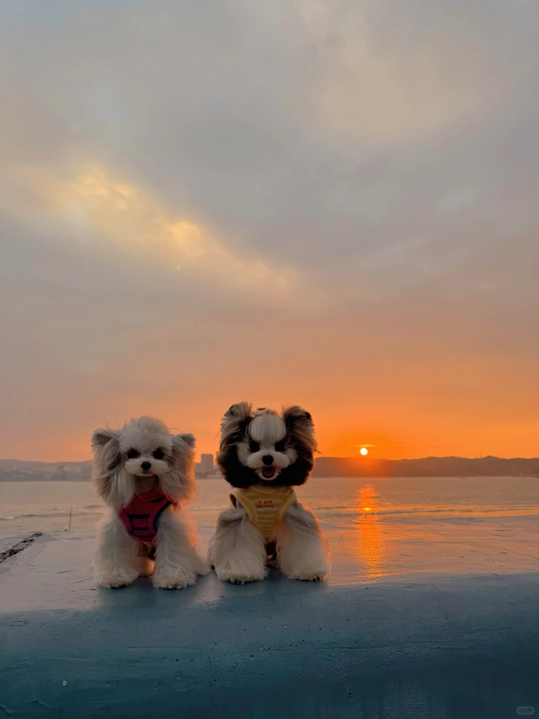 今天又和小狗看到了日落🌅