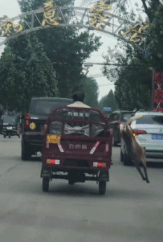 大爷，你家狗子这么会玩你知道不？！