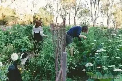 大棚托付后辈二十余天杂草丛生，老一辈半生心血怎能随意搁置
 
田间劳作藏着最朴素