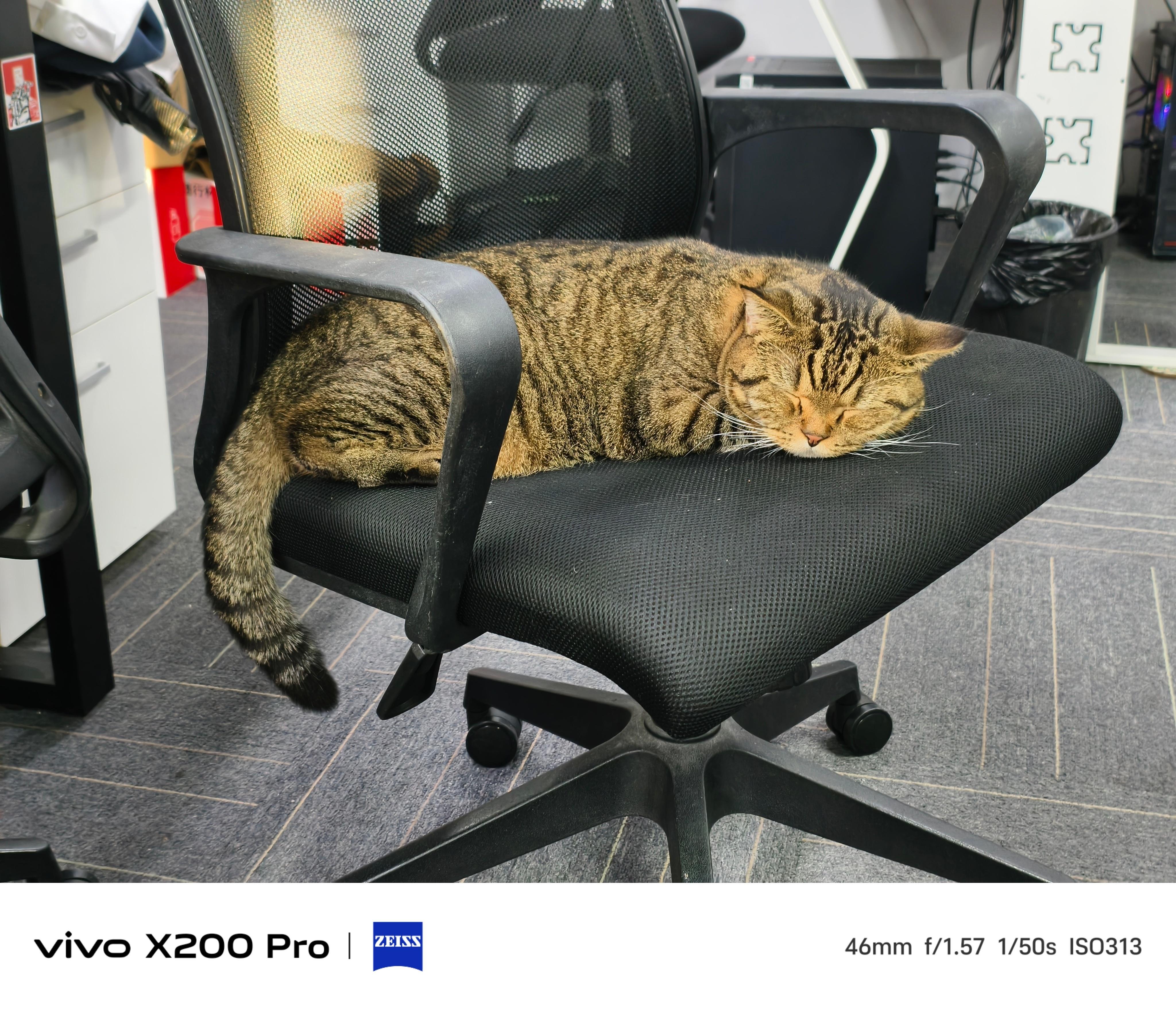 它怎么能睡的这么香太羡慕小猫咪了