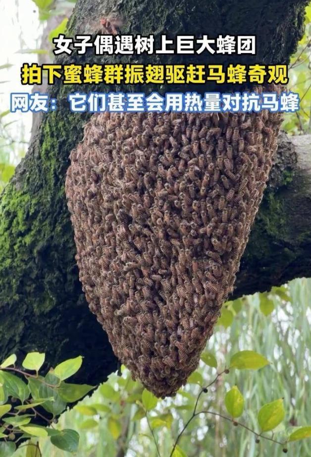 南京明城墙边上，一名姑娘出来游玩闲逛，走着走着，耳朵边传来嗡嗡的乱响，她凑到城墙